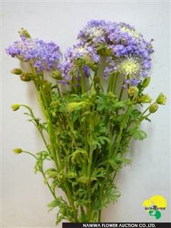 Trachymene caerulea Blue Lace.jpg